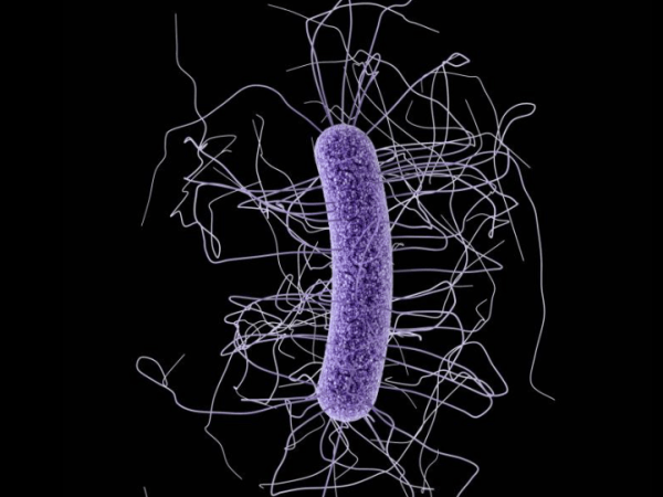 Clostridium difficile